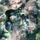 36- Quelques benitiers dans le corail 